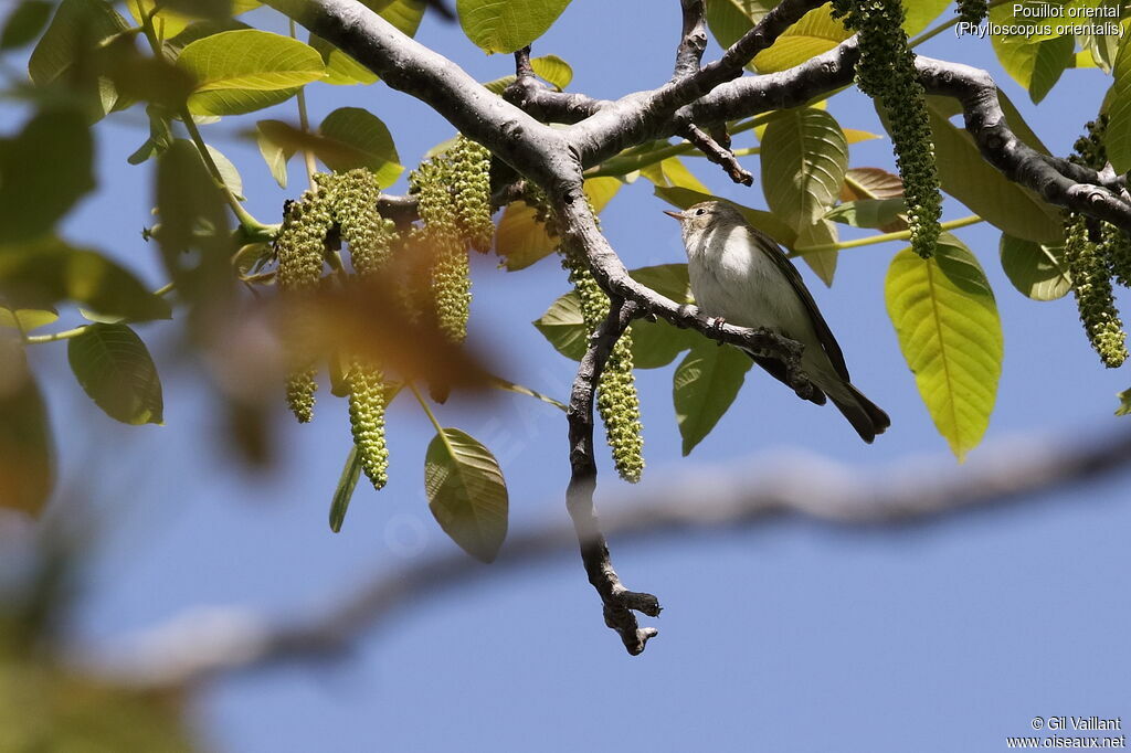 Eastern Bonelli's Warbleradult