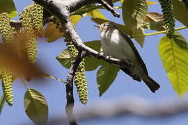 Eastern Bonelli's Warbler