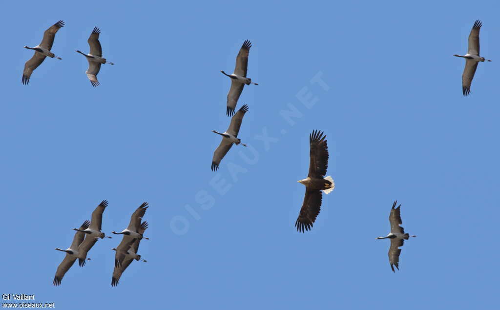 White-tailed Eagleadult, Flight, Behaviour