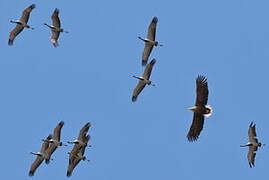 White-tailed Eagle