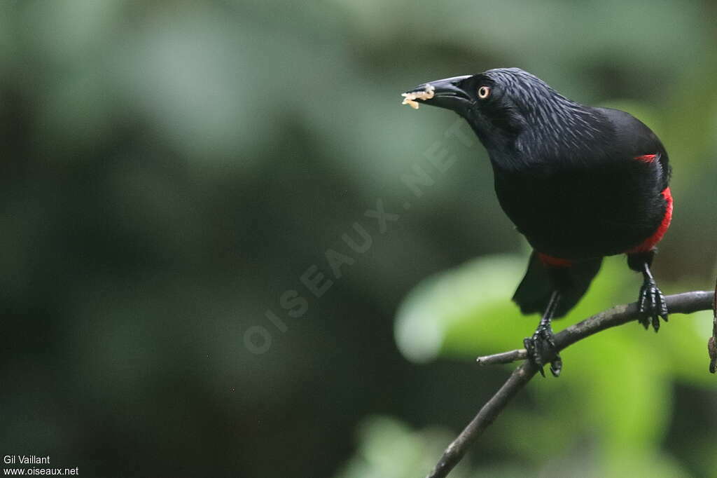 Red-bellied Grackleadult, eats