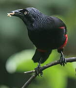 Red-bellied Grackle