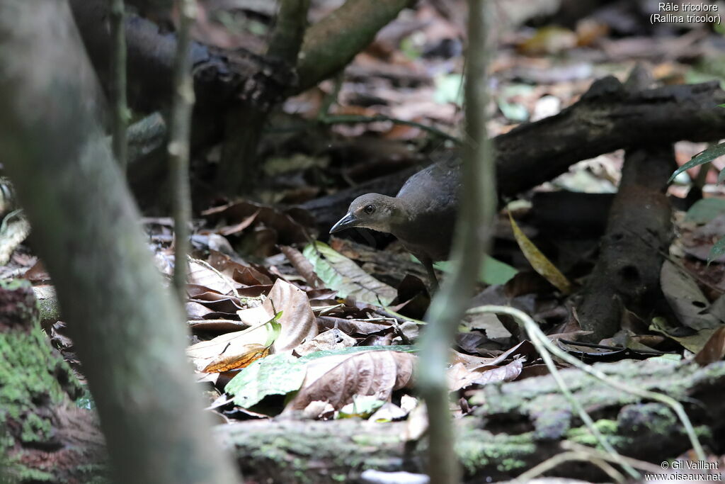 Red-necked Crakeimmature