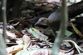 Red-necked Crake