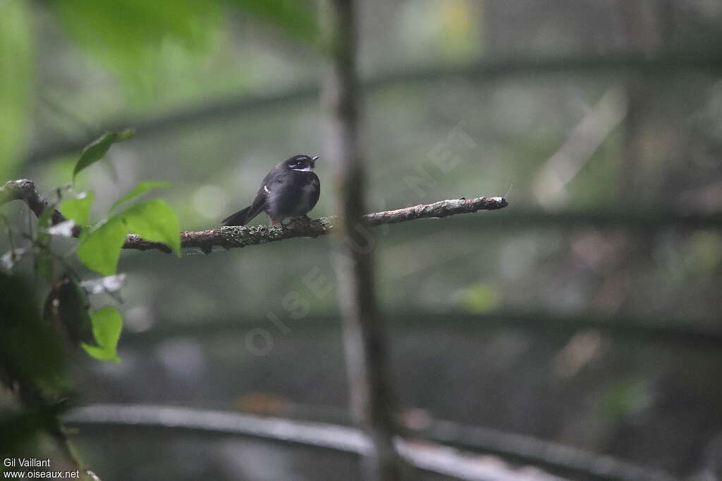 White-bellied Thicket Fantail