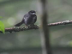 White-bellied Thicket Fantail
