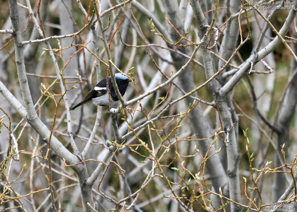 Rougequeue à tête bleue