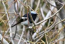 Rougequeue à tête bleue