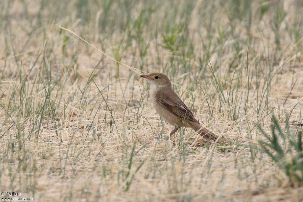 Thick-billed Warbleradult, identification