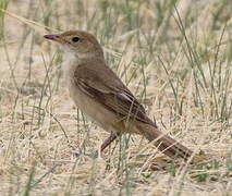 Thick-billed Warbler