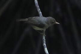 Pale-billed Scrubwren