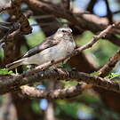 Serin de Reichenow