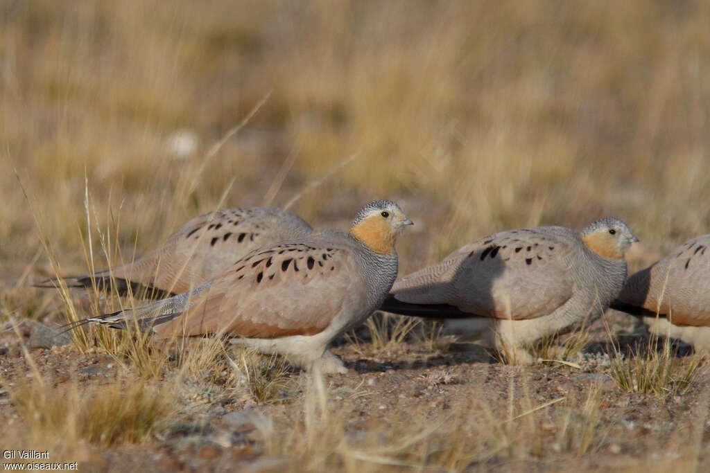 Tibetan Sandgrouseadult, identification