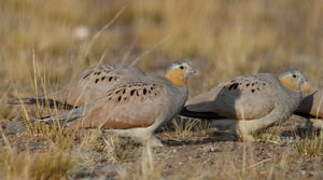 Tibetan Sandgrouse