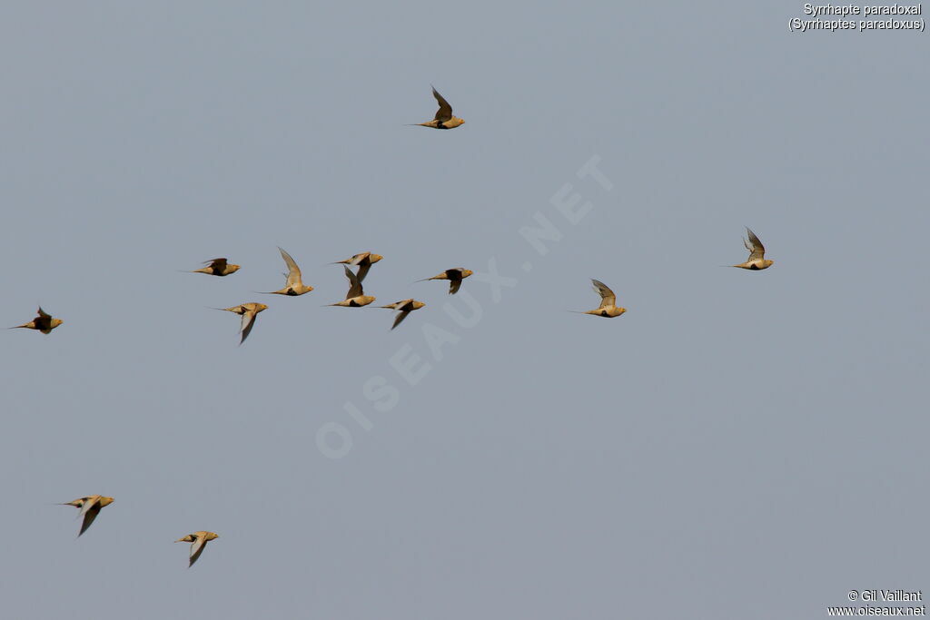 Pallas's Sandgrouseadult, Flight