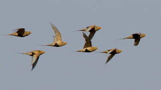 Pallas's Sandgrouse