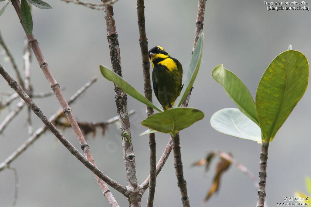 Gold-ringed Tanageradult, pigmentation