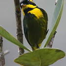 Tangara à boucles d'or