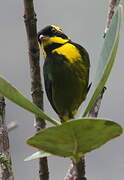 Gold-ringed Tanager