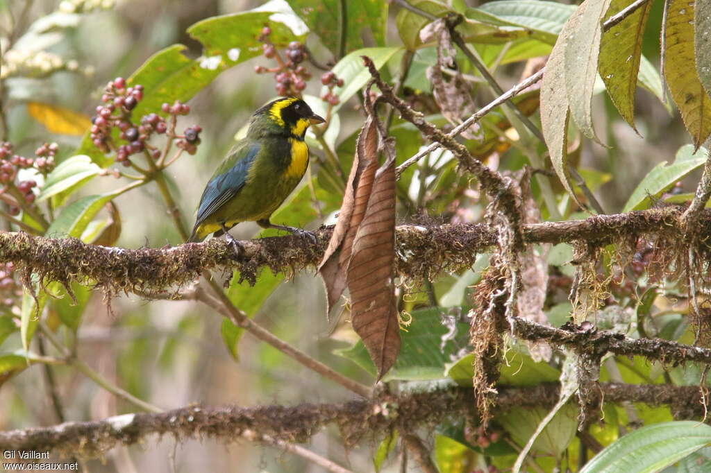 Tangara à boucles d'oradulte, habitat, pigmentation