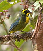 Gold-ringed Tanager