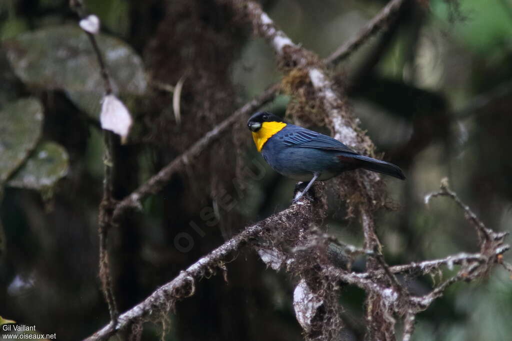 Tangara à cape bleueadulte, identification