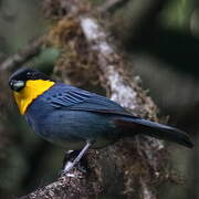 Purplish-mantled Tanager