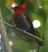 Crested Ant Tanager