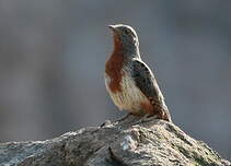 Torcol à gorge rousse