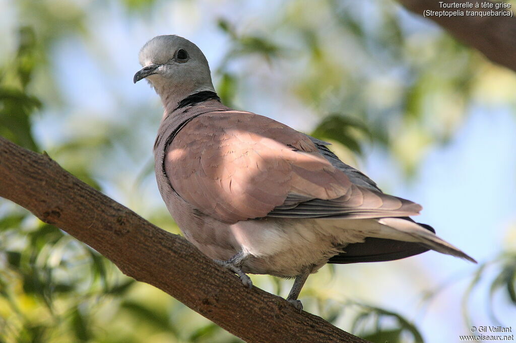 Red Collared Dove