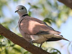 Red Turtle Dove