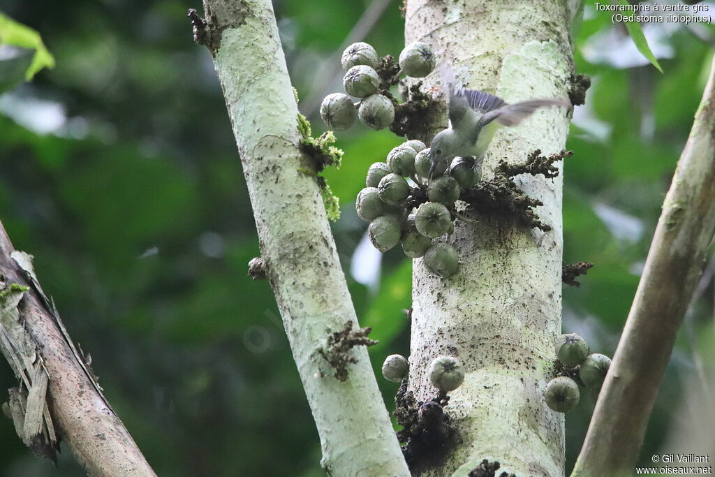 Toxoramphe à ventre gris