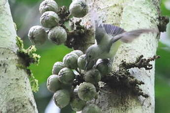 Toxoramphe à ventre gris