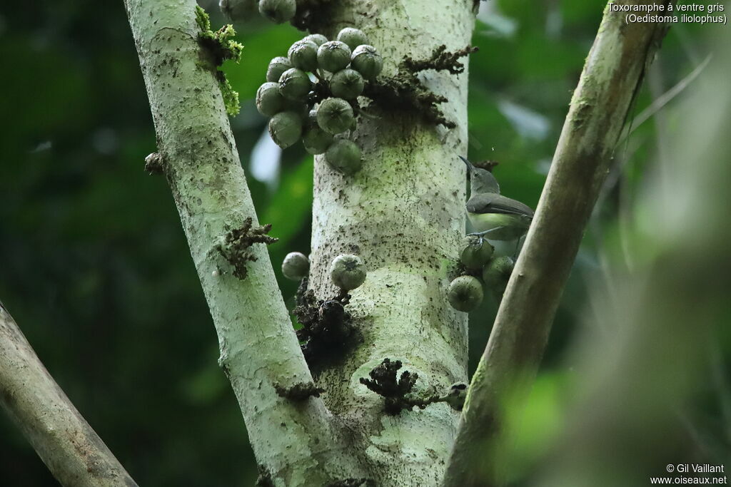 Spectacled Longbill