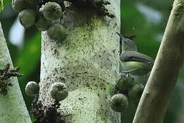 Spectacled Longbill