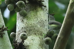 Toxoramphe à ventre gris