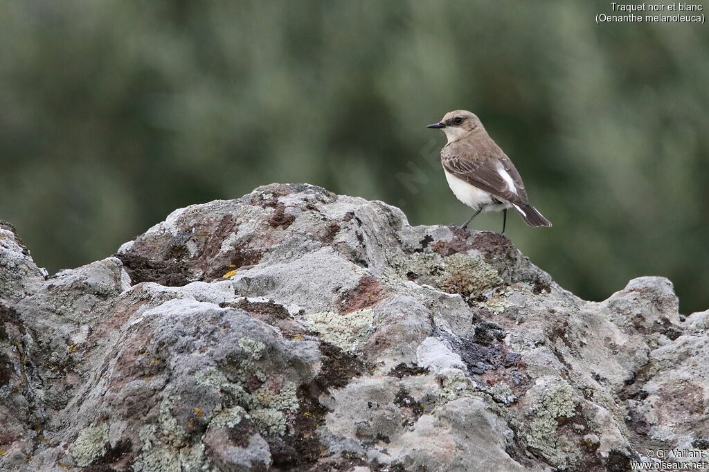 Eastern Black-eared Wheatear