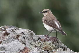 Eastern Black-eared Wheatear