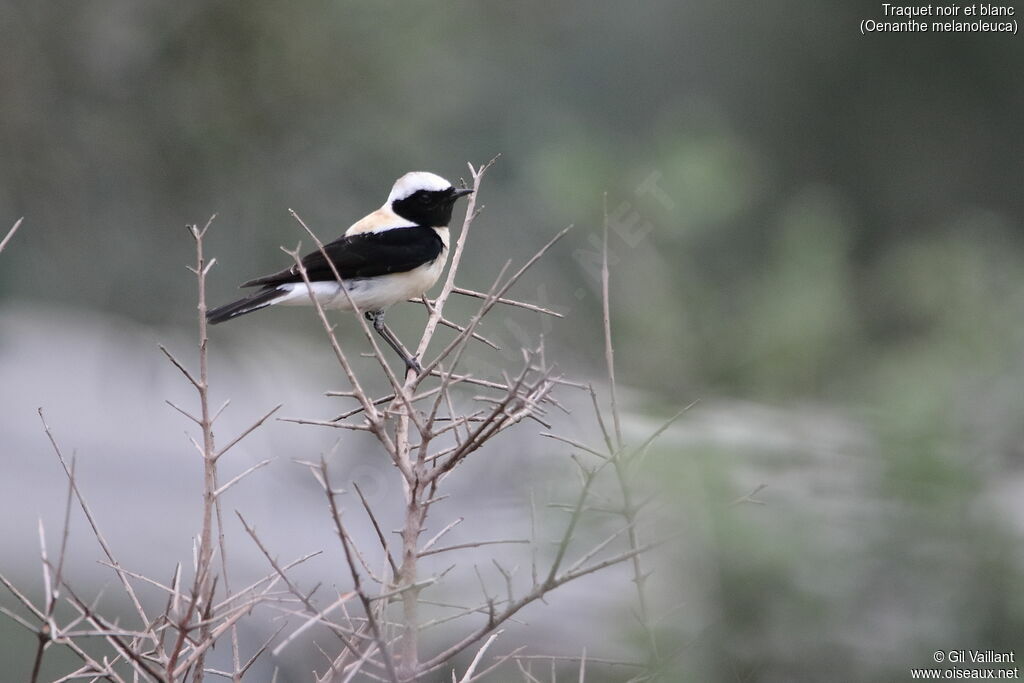 Eastern Black-eared Wheatear male adult