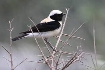 Traquet noir et blanc