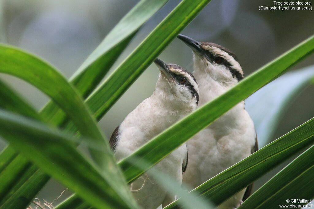 Bicolored Wren