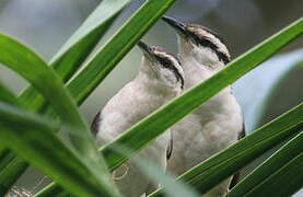 Bicolored Wren