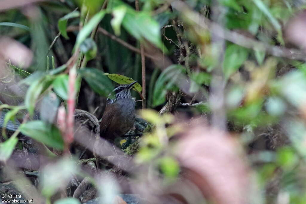 Troglodyte de Negretadulte, identification, composition