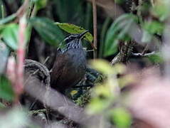 Munchique Wood Wren