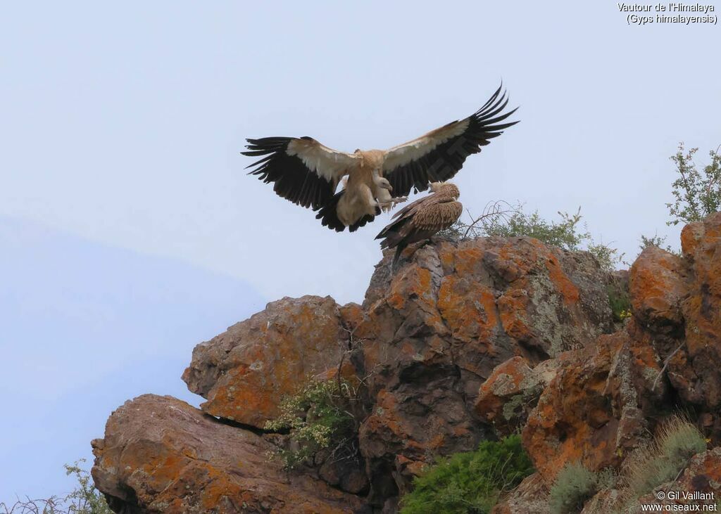 Himalayan Vulture