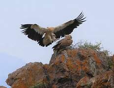 Himalayan Vulture