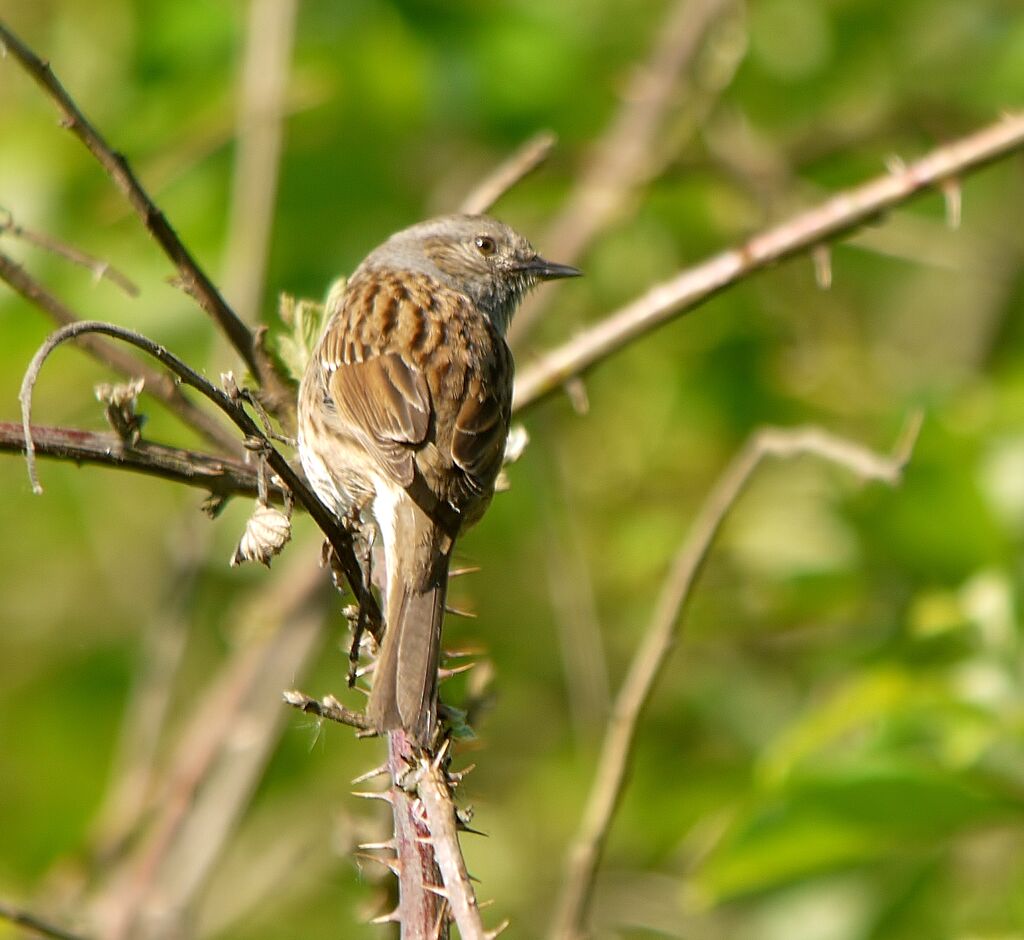 Dunnock male adult, identification