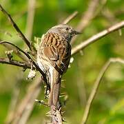 Dunnock