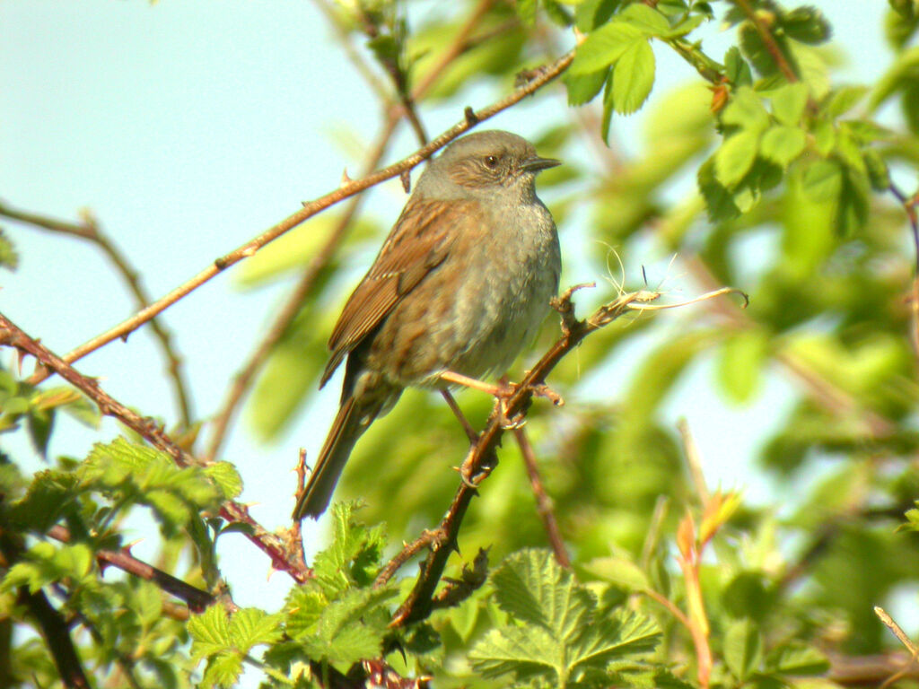 Dunnock