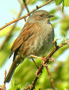 Dunnock